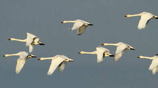 Tundra Swan