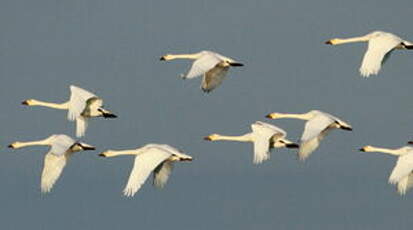 Cygne de Bewick