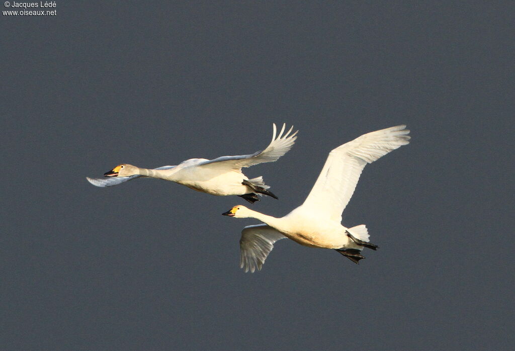 Cygne de Bewick