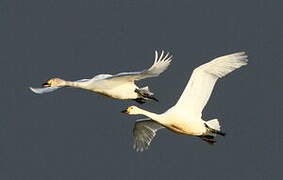 Cygne de Bewick