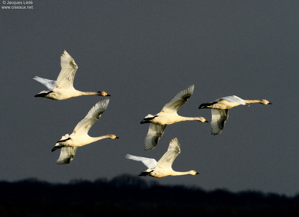 Tundra Swan