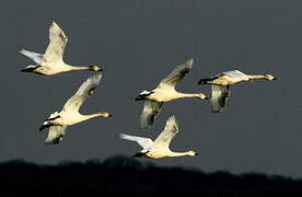 Cygne de Bewick