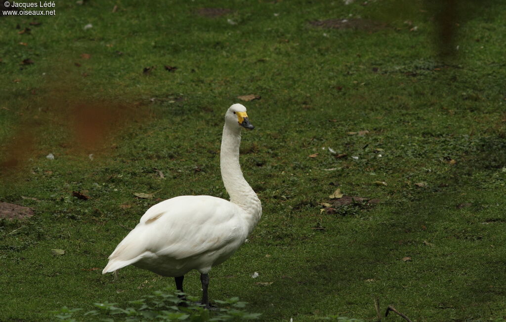 Tundra Swan