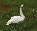 Cygne de Bewick