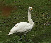 Cygne de Bewick