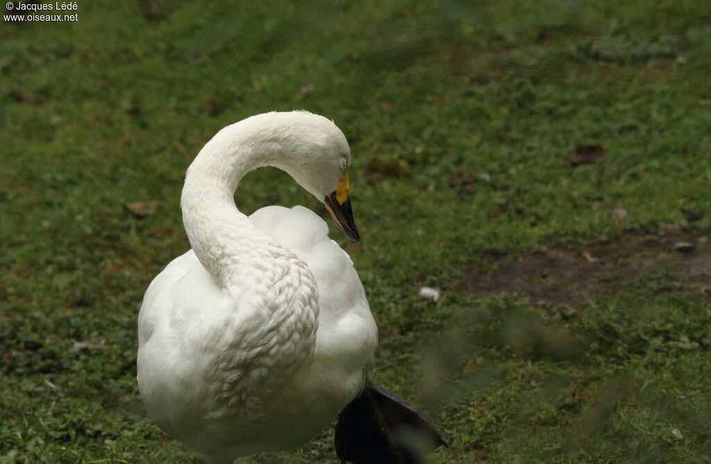 Cygne de Bewick