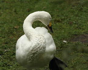 Cygne de Bewick