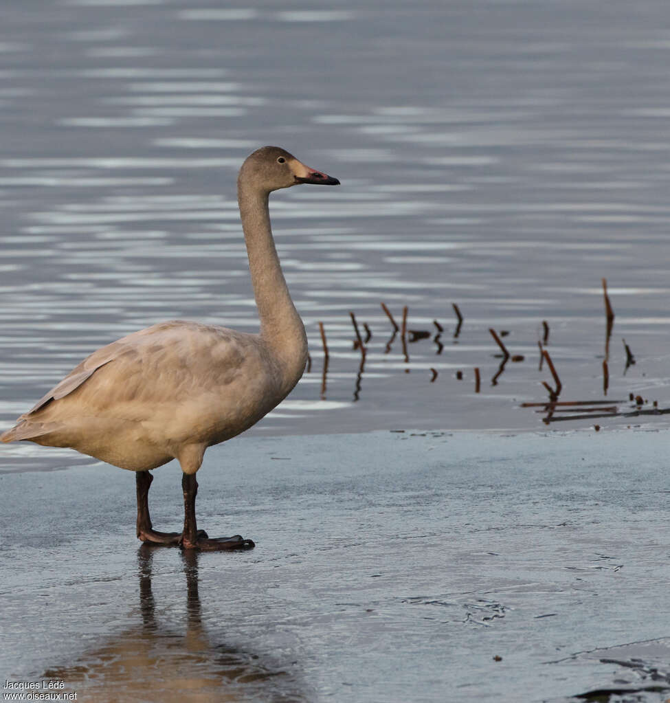 Tundra SwanSecond year, identification