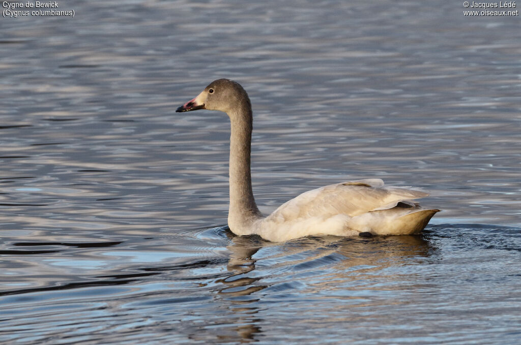 Tundra SwanSecond year, identification