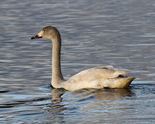 Tundra Swan