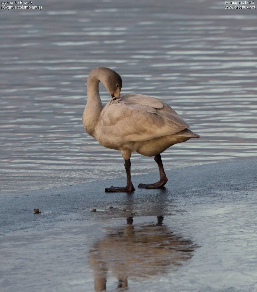 Cygne de Bewick