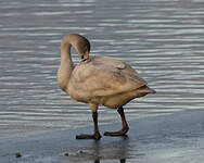 Cygne de Bewick