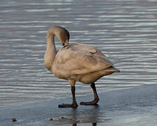 Tundra Swan