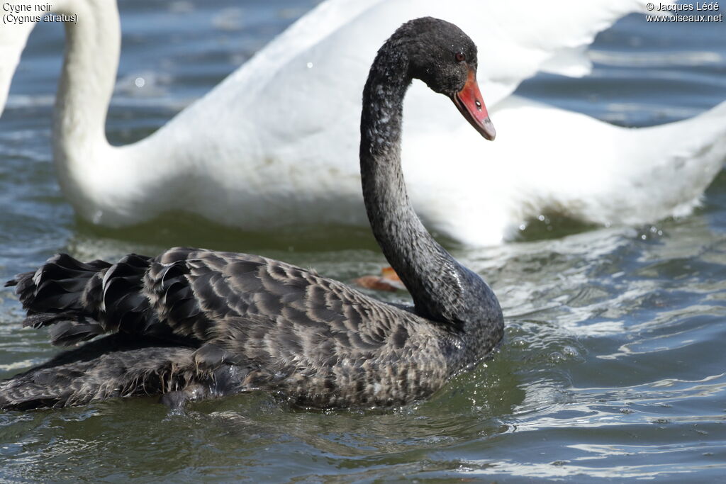 Cygne noir