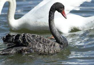 Cygne noir