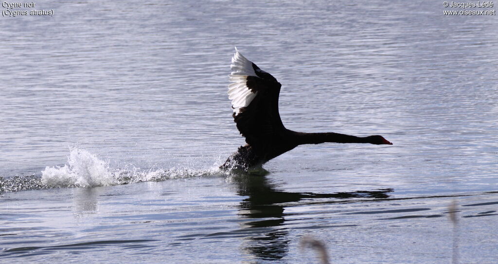 Cygne noir