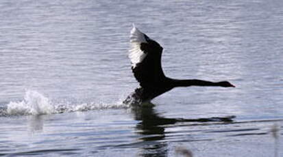 Cygne noir