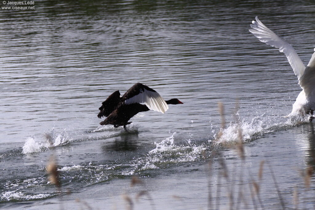 Cygne noir