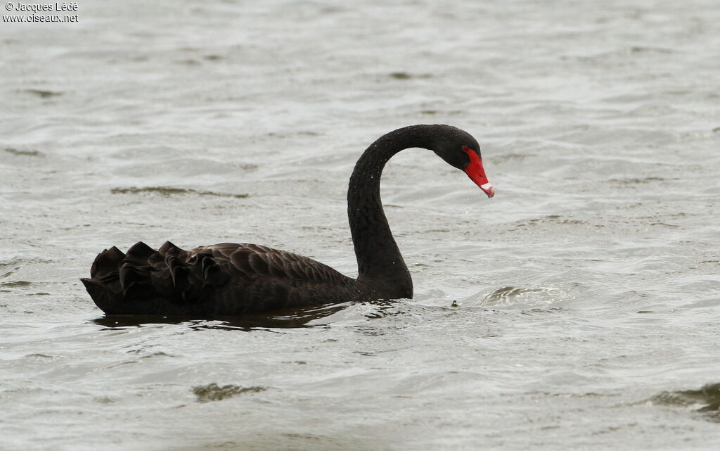 Cygne noir