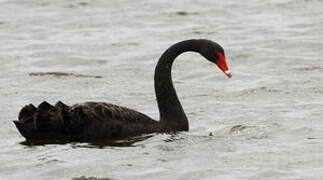 Cygne noir