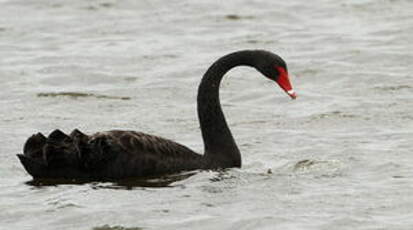 Cygne noir