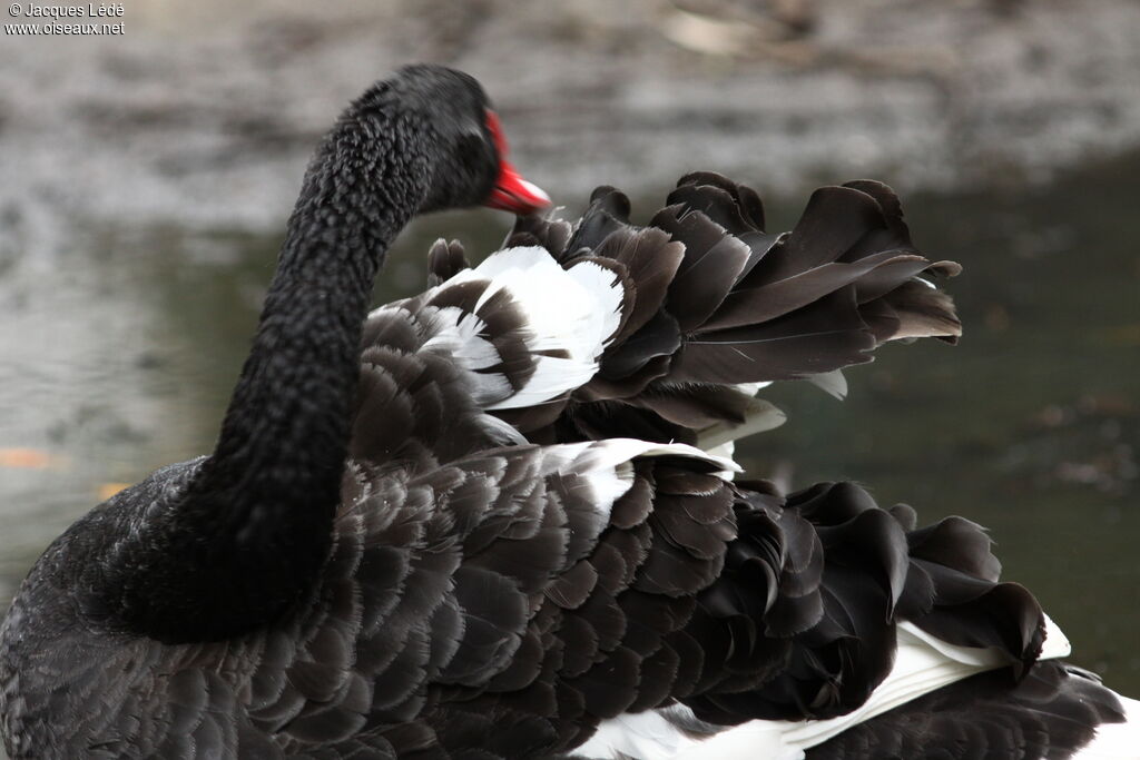 Cygne noir