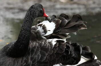 Cygne noir