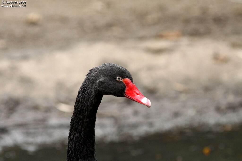 Cygne noir