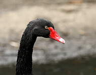 Cygne noir