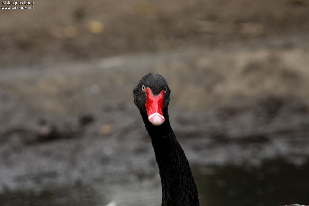 Black Swan