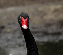 Cygne noir