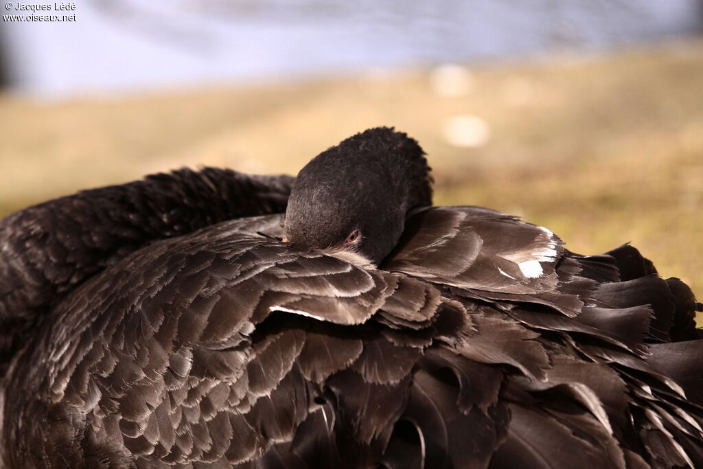 Black Swan