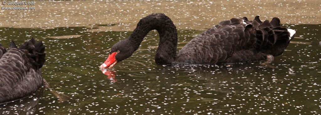 Cygne noir