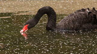 Cygne noir