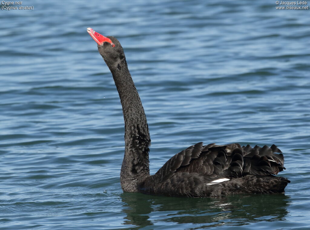 Cygne noir