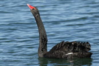 Cygne noir