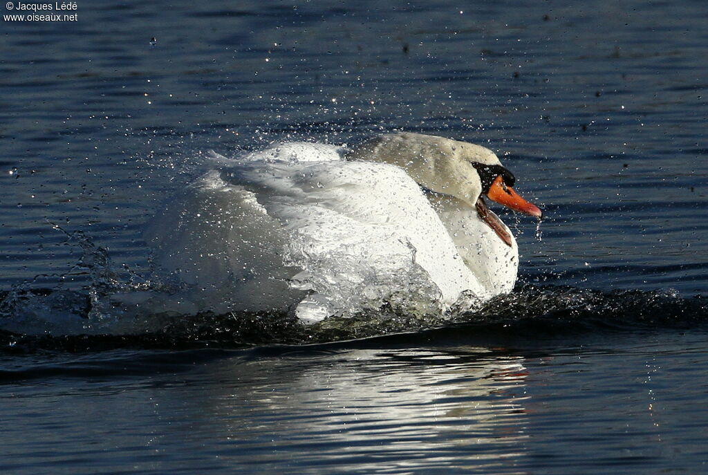 Cygne tuberculé