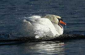 Cygne tuberculé