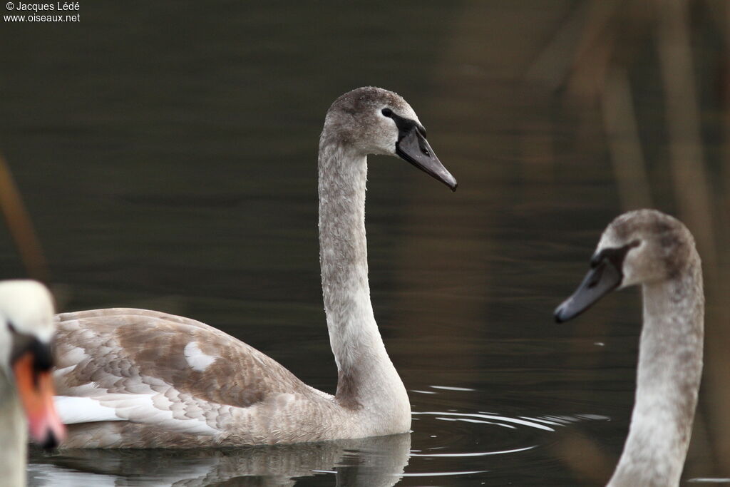 Mute Swan