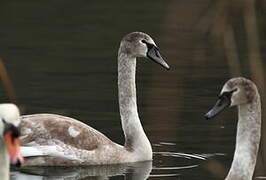 Cygne tuberculé