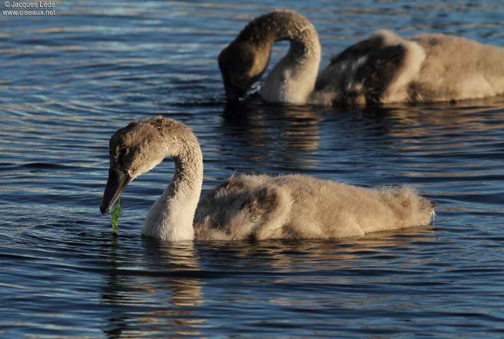 Cygne tuberculé