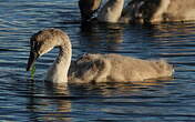 Cygne tuberculé