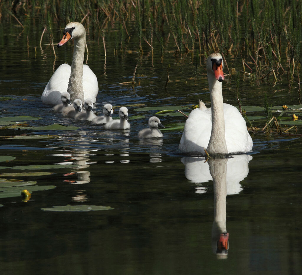 Cygne tuberculé