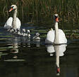 Cygne tuberculé