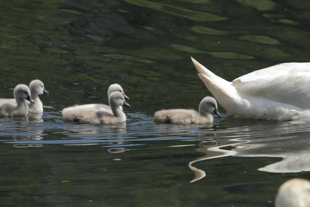 Mute Swan