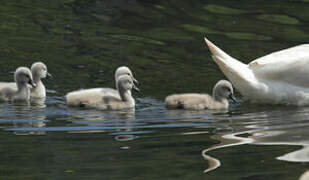 Cygne tuberculé