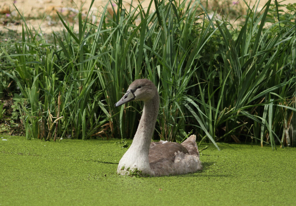 Cygne tuberculé