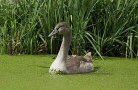 Mute Swan