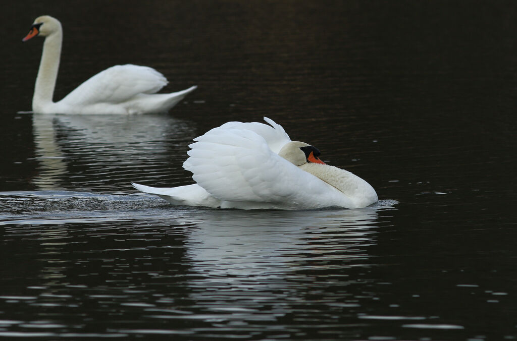 Mute Swan