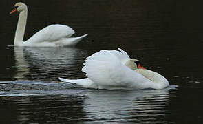 Cygne tuberculé